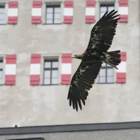 https://api.festung-hohensalzburg.at/fileadmin/content/images/pressefotos/burg_hohenwerfen/GreifvogelWErfen6.jpg