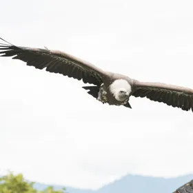 https://api.festung-hohensalzburg.at/fileadmin/content/images/pressefotos/burg_hohenwerfen/Greifvogel_Erfen3.jpg