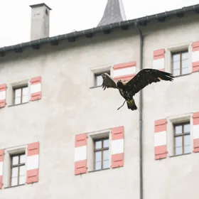 https://api.festung-hohensalzburg.at/fileadmin/content/images/pressefotos/burg_hohenwerfen/GreifvogelWerfen.jpg